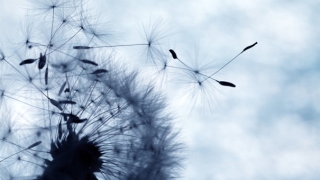 仿真桃花放家里好吗,不建议摆放,容易招来虚情假意