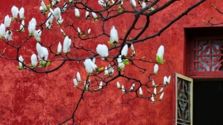 孩子流产渡亡经文念诵抄写,是需要给孩子进行回向才能渡亡