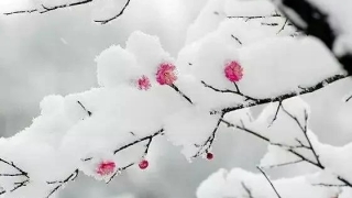 道家不传秘法——催桃花，催婚姻，催子女