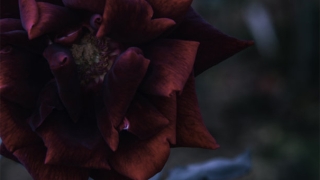 超度亡灵经文歌曲让亡灵得到解脱