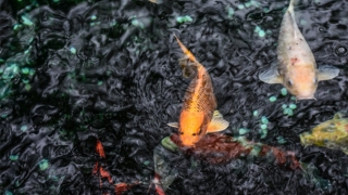 邪气让人久病不愈，邪气入侵身体的表现