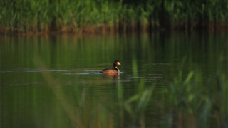 太岁符怎么请,太岁年运势很差需要及时请符化
