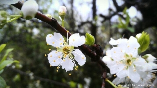 关于招桃花的唯美句子