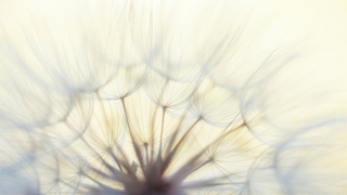 人在死后怎样投胎,需要有人做超度才能进行轮