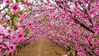 斩桃花法事六天见效案例