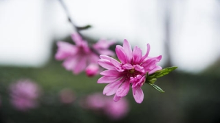 哪些物品可以挡烂桃花 烂桃花化解方法