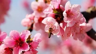 瓷公鸡斩烂桃花 帮你赶走小三的好办法