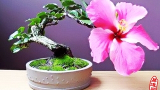 风水催桃花的五个细节