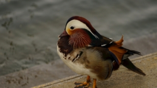 想要一段姻缘 你可以佩戴这些招桃花运东西