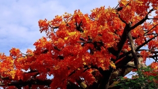 婴儿咳嗽久病不愈,可能是这6种原因