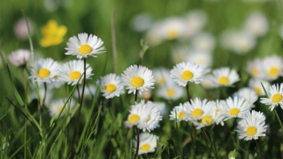 印尼灵婴超度好用吗？其实不如用道家超度来得