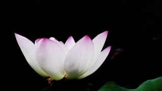 婴灵超度成功后托梦具体的表现