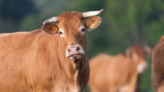 2022年犯太岁的生肖有哪些，有没有犯太岁就来看看