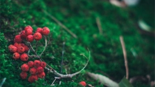 斩烂桃花的桃木剑怎么摆放 这种斩桃花方法要记得了