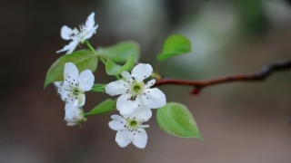 知识分享:招财转运辟邪佩戴啥