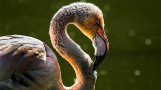 还阴债3个月内会起效果，不能太心急