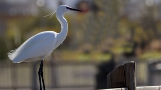 供奉道教牌位的好处很多，让你获得现世幸福