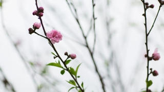 桃树枝辟邪作用强，可以降妖除魔保平安