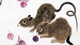 属鼠人开运和改运方法