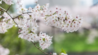 分手复合法术,轻松就能挽回前任恢复往日甜蜜