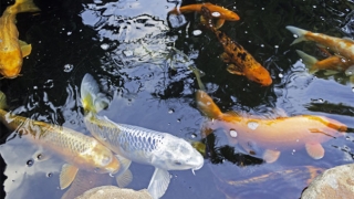 前世今生的因果关系，真的存在吗？了解一下