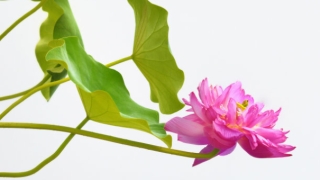 阴阳坛的区分,有什么说法吗