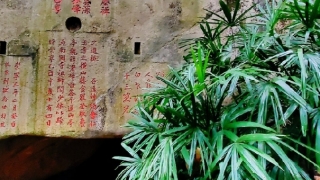 猫咪去了喵星球,给小猫渡亡注意事项