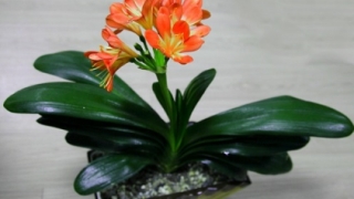 办公室植物风水详解,正确摆放,才能提升事业运与财运