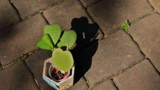 为何你会久病不愈,是因为风水导致久病不愈