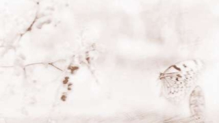 招桃花运的植物