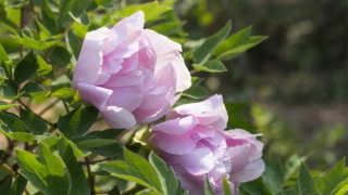 测试2020年事业运,十二星座今年的事业运势分析