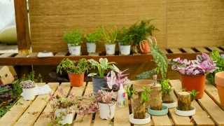 家里养什么可以招桃花