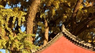 害怕鬼?戴一面镜子在身上试试