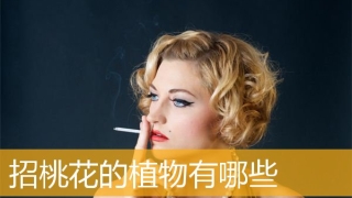 招桃花的植物有哪些