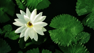 什么八字犯小人为何要超度婴灵