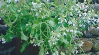 人流之后做噩梦怎么回事,很可能是心理在作怪