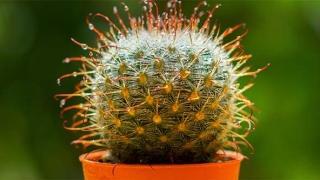 大师教你还阴债正确的咒语