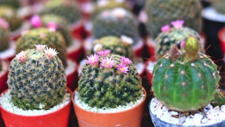 常见辟邪的物品 用一种邪灵不敢进你家