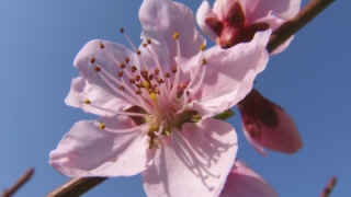 怎样才能遇到烂桃花的反义词的人呢