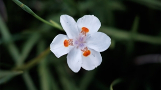 做法超度化解亡灵纠缠，成功送走亡灵获得安康