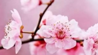 教你几招7天快速招到正缘桃花