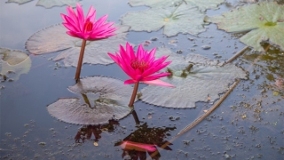 自然胎停还阴债怎么去做比较好