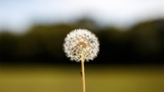 薄婚煞怎么破解,带你详细了解关于犯婚煞