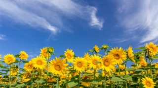 不及时还阴债的危害,会让我们婚姻不幸福