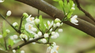 经常做噩梦应该吃什么,老中医告诉你吃什么有用快