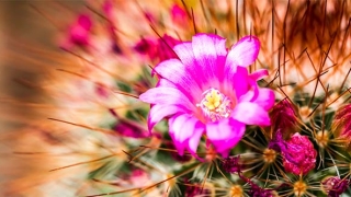 大师给你讲讲还阴债副作用都有哪些