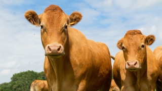 2022年属牛化太岁，属牛的人需要及时化太岁