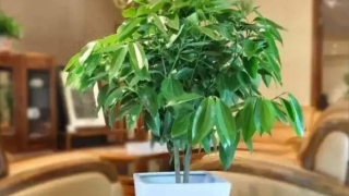 象征身体健康的东西汇总,快来看看有没有喜欢的