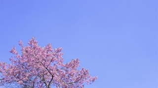 什么是超度婴灵？选择专业人士顺利完成