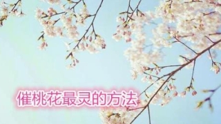 催桃花最灵的方法